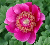 Paeonia 'Anemoniflora'