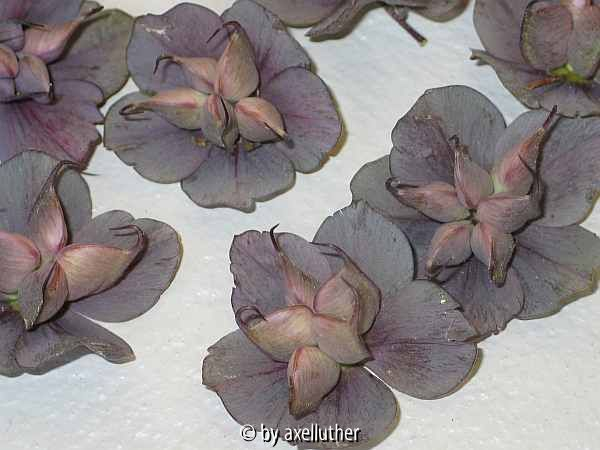helleborus-pflaumenblau-Axel