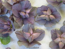 helleborus-pflaumenblau-Axel