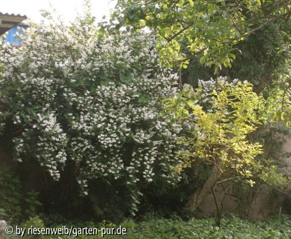 deutzia sorte unsicher, cornus Spaethii, holunder