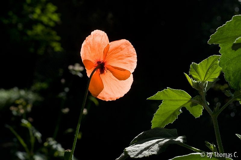 Gegenlichtmohn