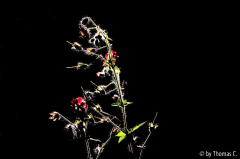 Phaeum hartes Licht