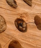 Wildbiene 2005