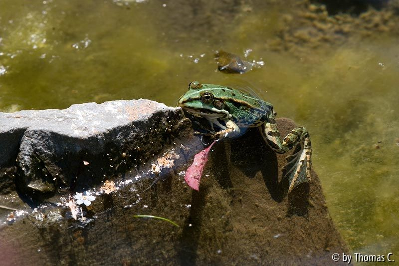 Froschkönig