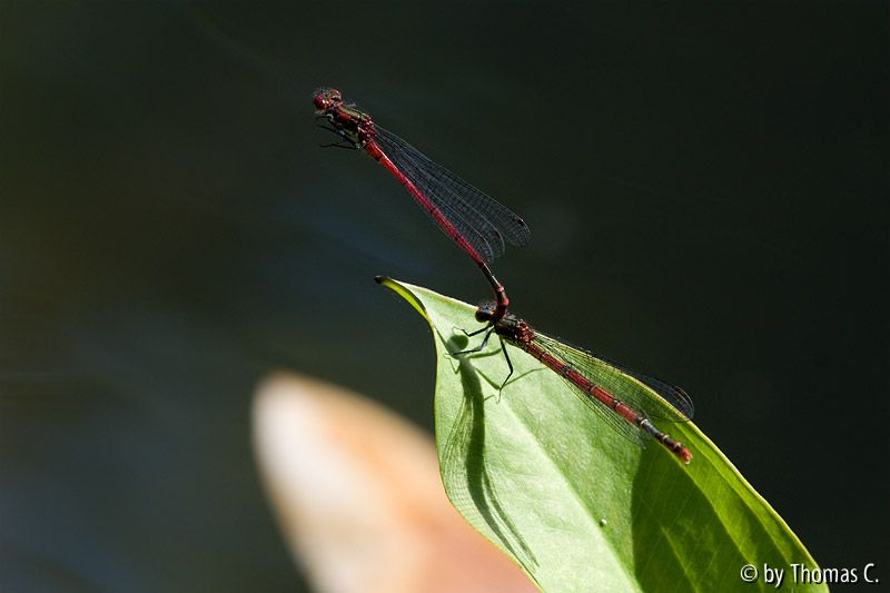 Rotes Libellenpaar