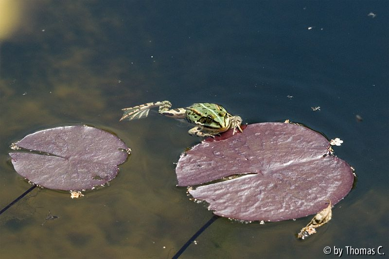 Froschkönig faul