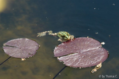Froschkönig faul