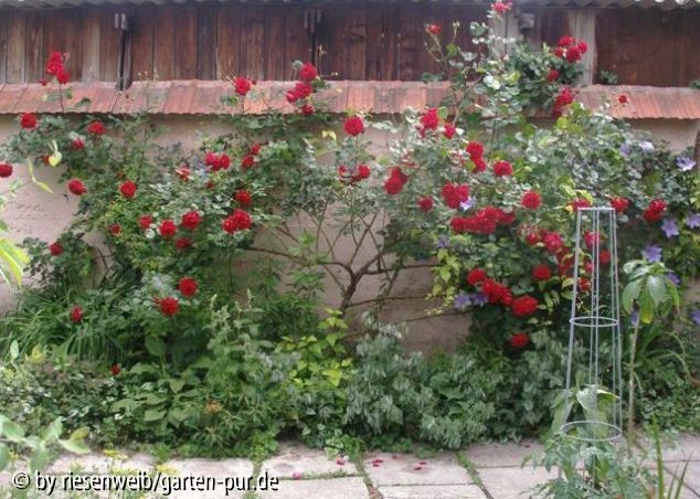 trockenmauerterrasse, rose Ms. Delbard