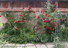 trockenmauerterrasse, rose Ms. Delbard