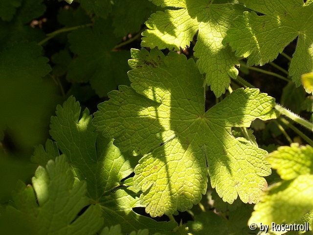 Blatt zum unbekannten Geranium