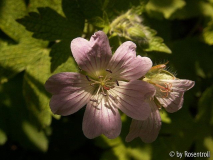 unbekanntes Geranium