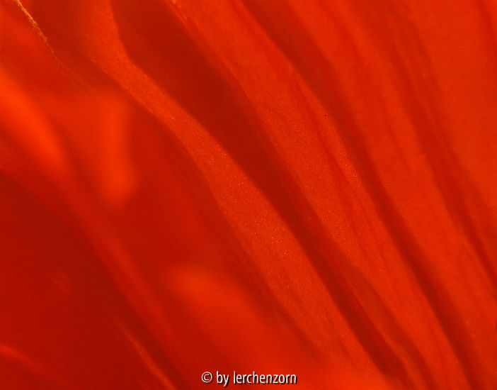 Türken-Mohn (Papaver orientale)