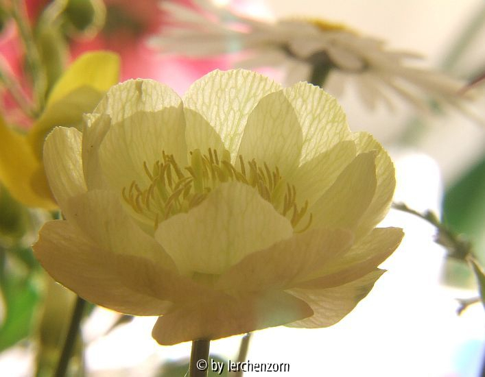 Alabaster-Trollblume (Trollius-Hybride)