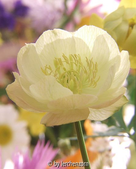 Alabaster-Trollblume (Trollius-Hybride)