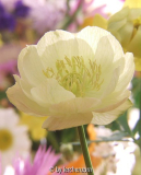 Alabaster-Trollblume (Trollius-Hybride)