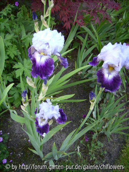 Total Obsession Blüten
