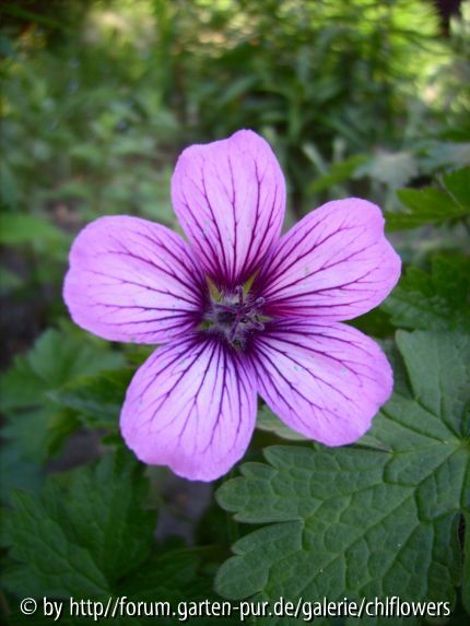 Geranium Sue Crug Blüte