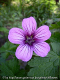 Geranium Sue Crug Blüte