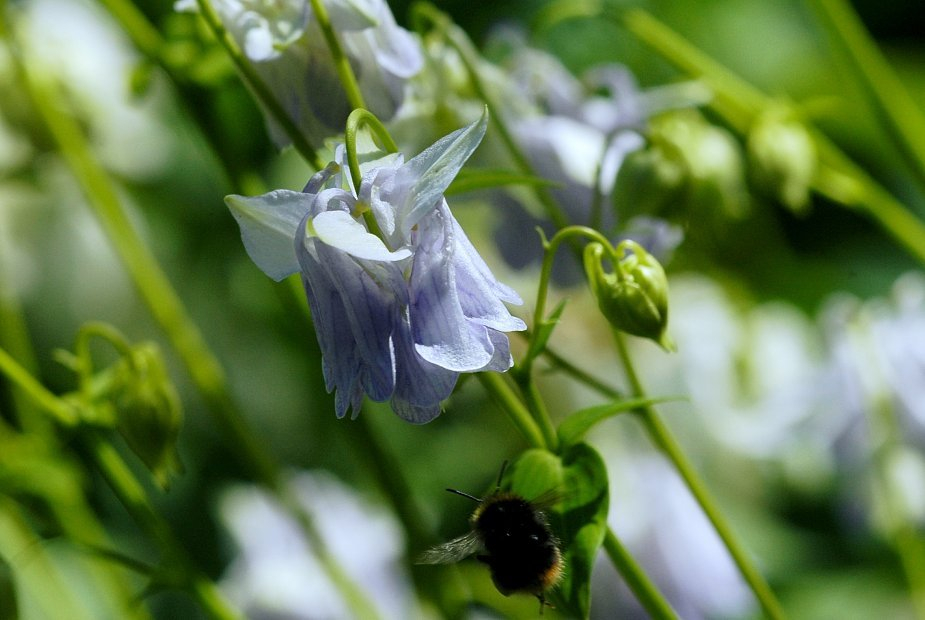 Aquilegia 1 24-05-2009