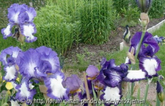 Iris Barbata E  Stepping Out