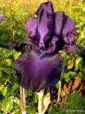 iris barbata