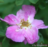 WRmoyesii marguerite hilling regen