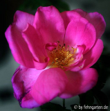WRmoyesii marguerite hilling
