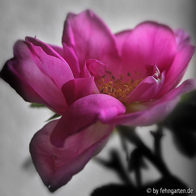 WRmoyesii marguerite hilling gegenlicht