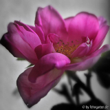 WRmoyesii marguerite hilling gegenlicht