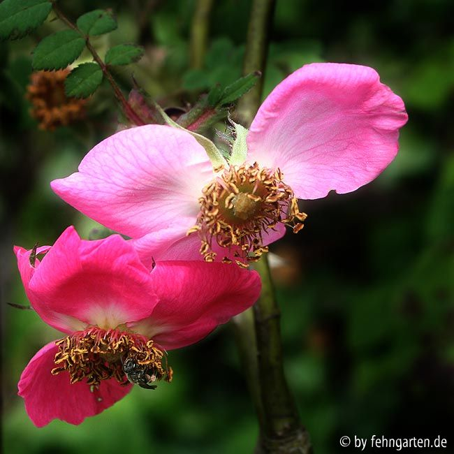 r. swenzigowii verblühtes