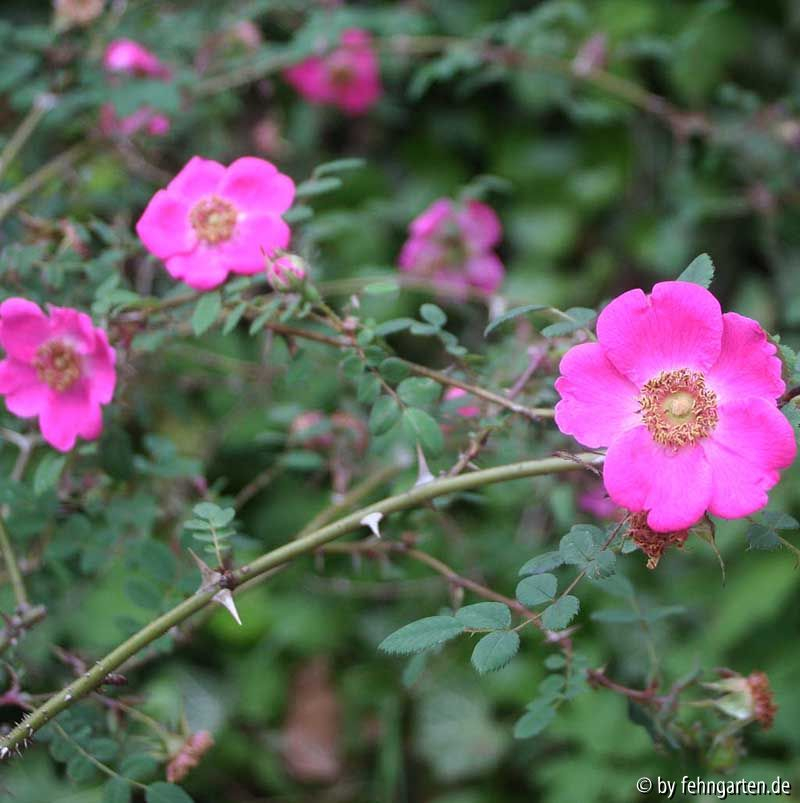 r. swenzigowii blüten1