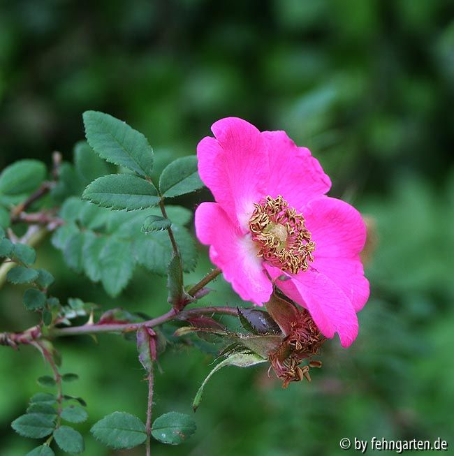 r. swenzigowii blüte