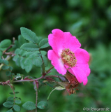 r. swenzigowii blüte