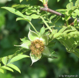 r. roxburghii verblüht