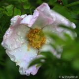 r. roxburghii nach regen