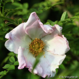 r. roxburghii blüte