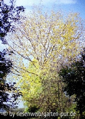 pappel 2004 herbst
