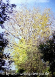 pappel 2004 herbst