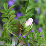 r. roxburghii knospe