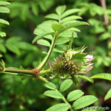 r. roxburghii knospe 1