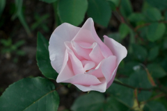 090525StAnne 154.jpg