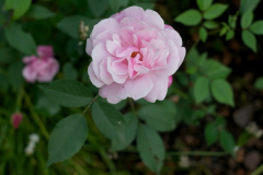 090525OldBlush 152.jpg