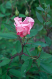 090525Mutabilis 155.jpg