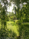 unter alten bäumen: blick von weg hinaus