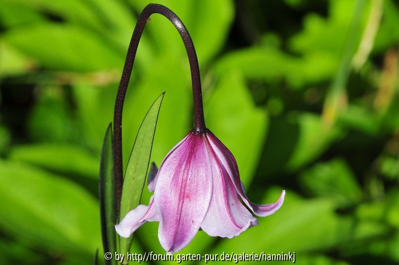 Lilium nanum var