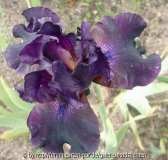 Iris Barbata Elatior Superstition