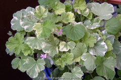 Pelargonium Atomic Snowflake