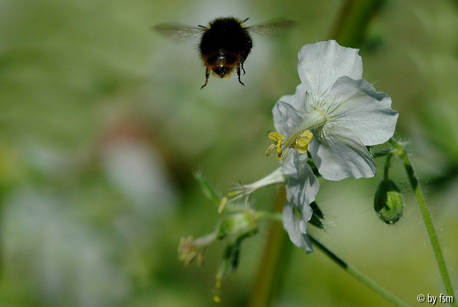 Geranium Phaeum Album 1 15-05-5007