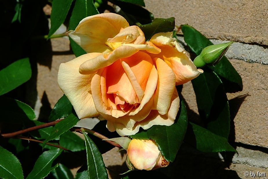Rosa Crepuscule 1 24-05-2009