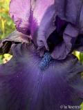 Iris Nahaufnahme